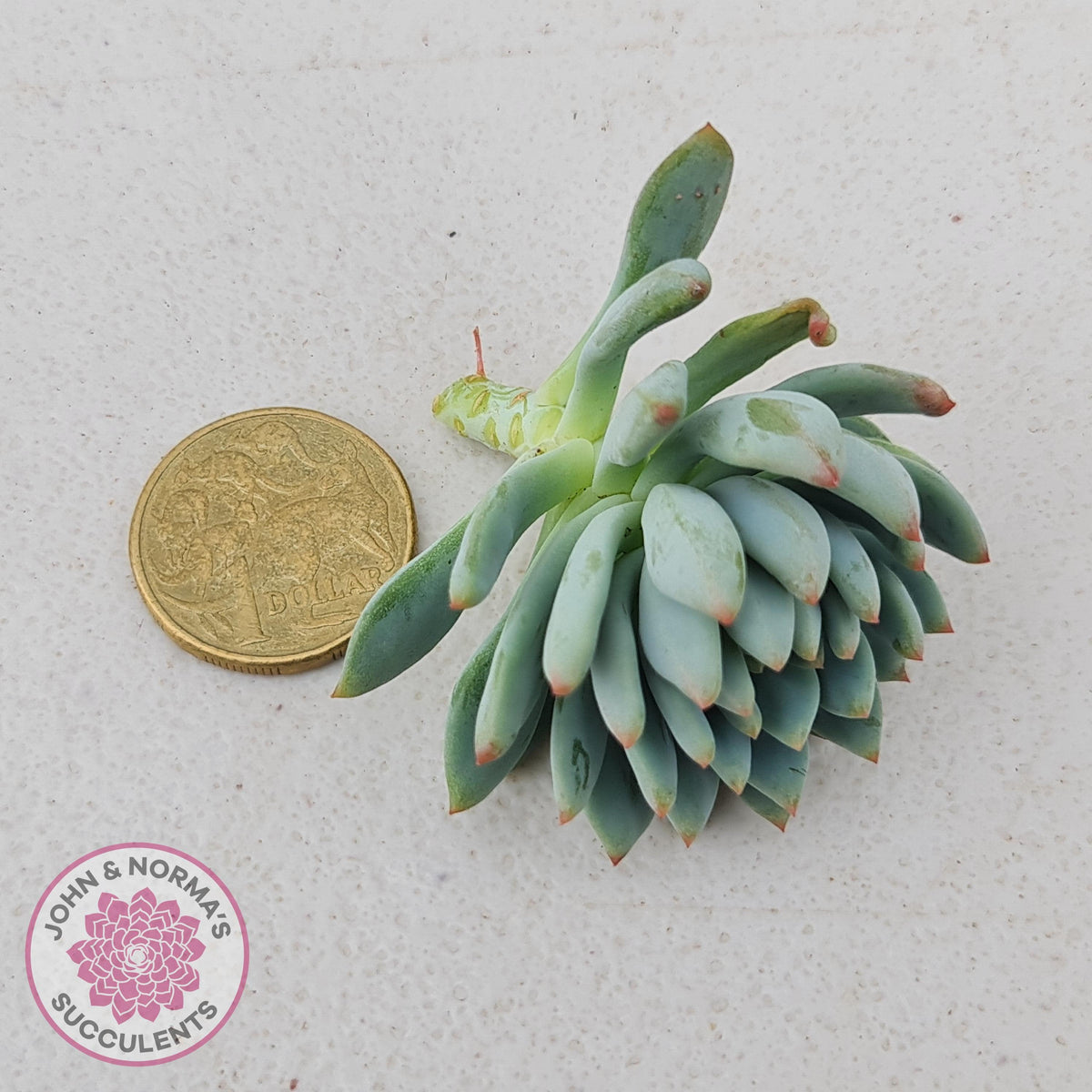 Sedeveria 'Blue Elf' Cutting/s