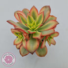 Aeonium haworthii 'Dream Color' aka 'Kiwi'