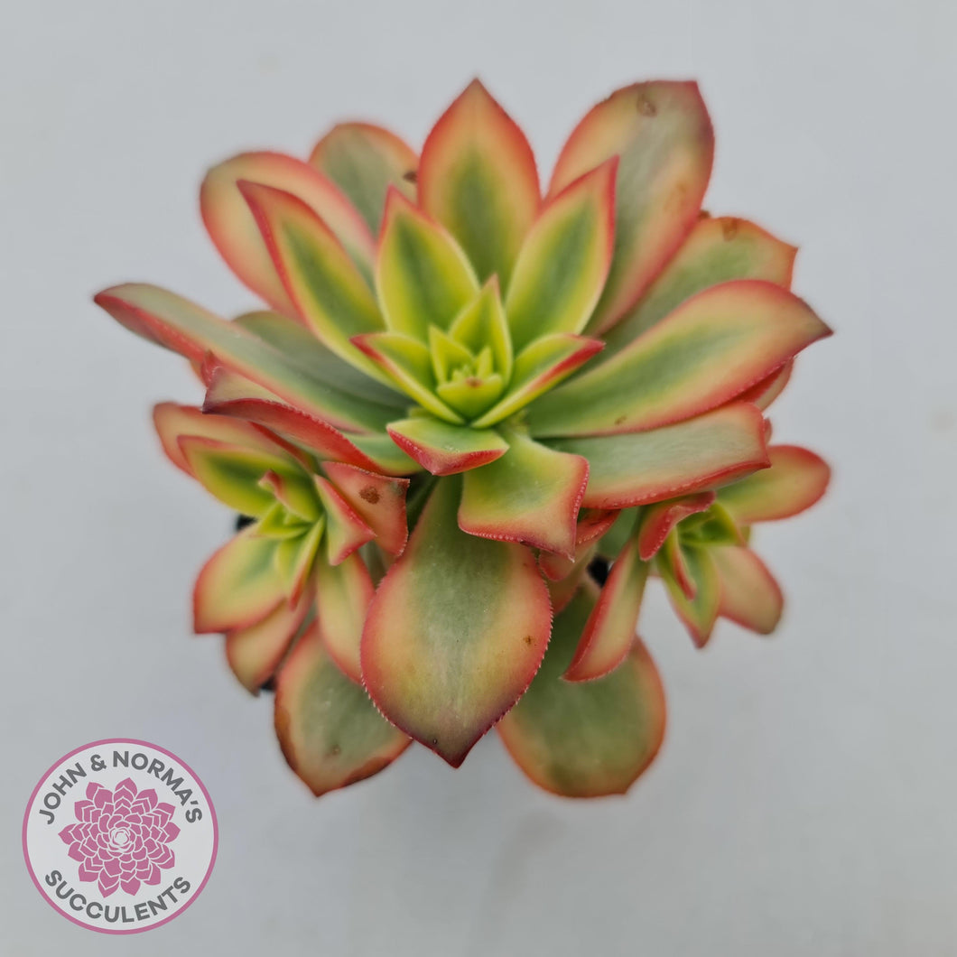 Aeonium haworthii 'Dream Color' aka 'Kiwi' - John & Norma's Succulents