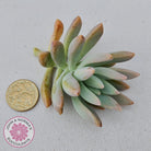 Graptosedum 'Francesco Baldi' - Cutting/s