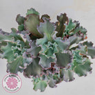 Echeveria Blue Curls - Cutting/s