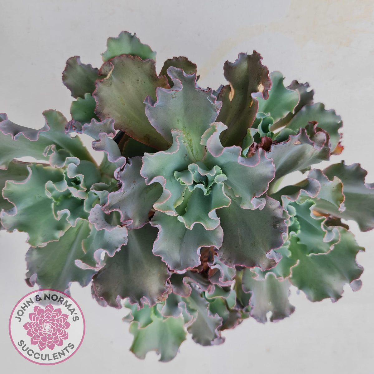 Echeveria Blue Curls - Cutting/s