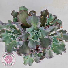 Load image into Gallery viewer, Echeveria Curls - Cutting - John &amp; Norma&#39;s Succulents
