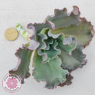 Echeveria Blue Curls - Cutting/s