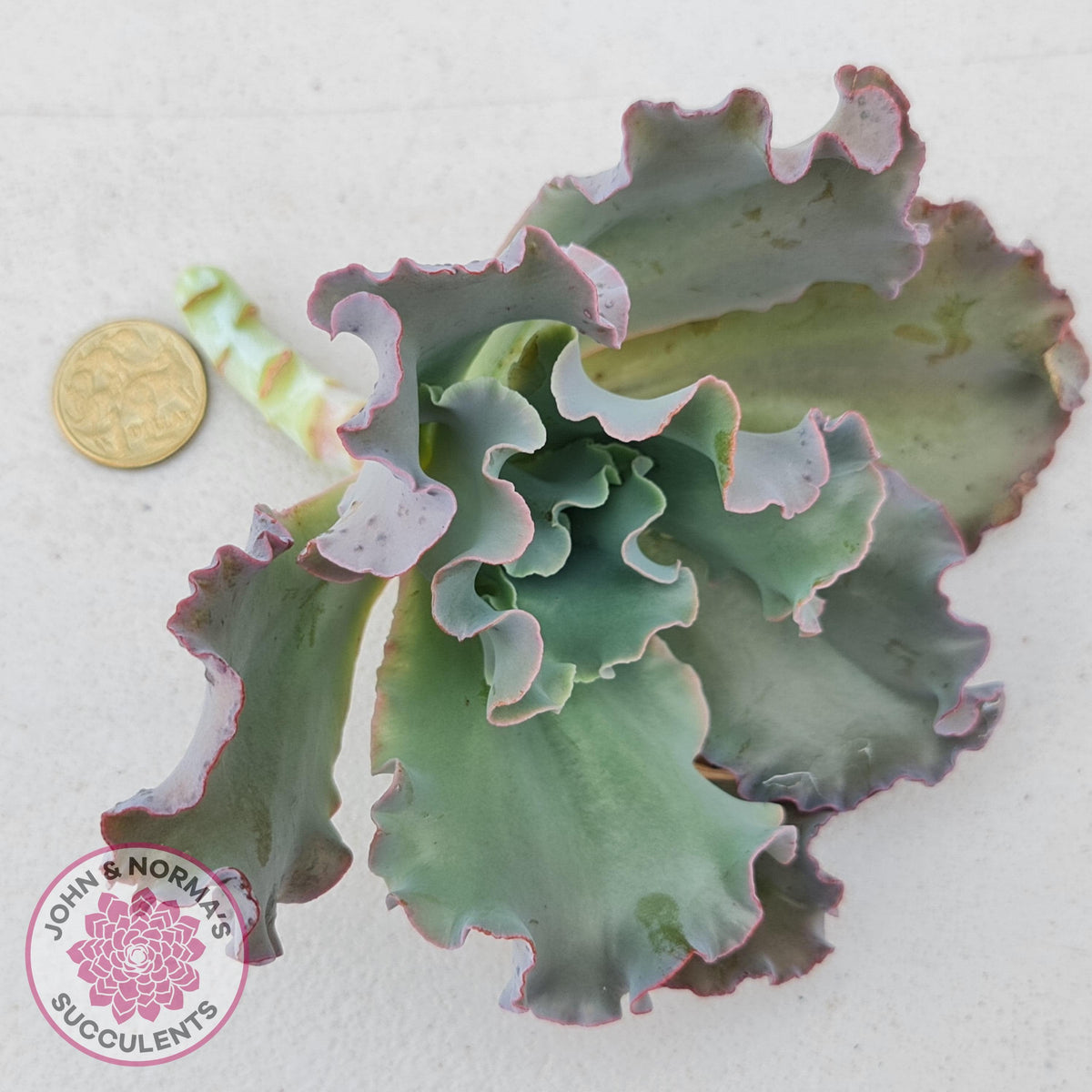 Echeveria Blue Curls - Cutting/s