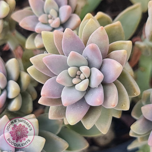 Sedeveria Pink Granite - John & Norma's Succulents