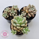 Graptoveria 'avant-garde'