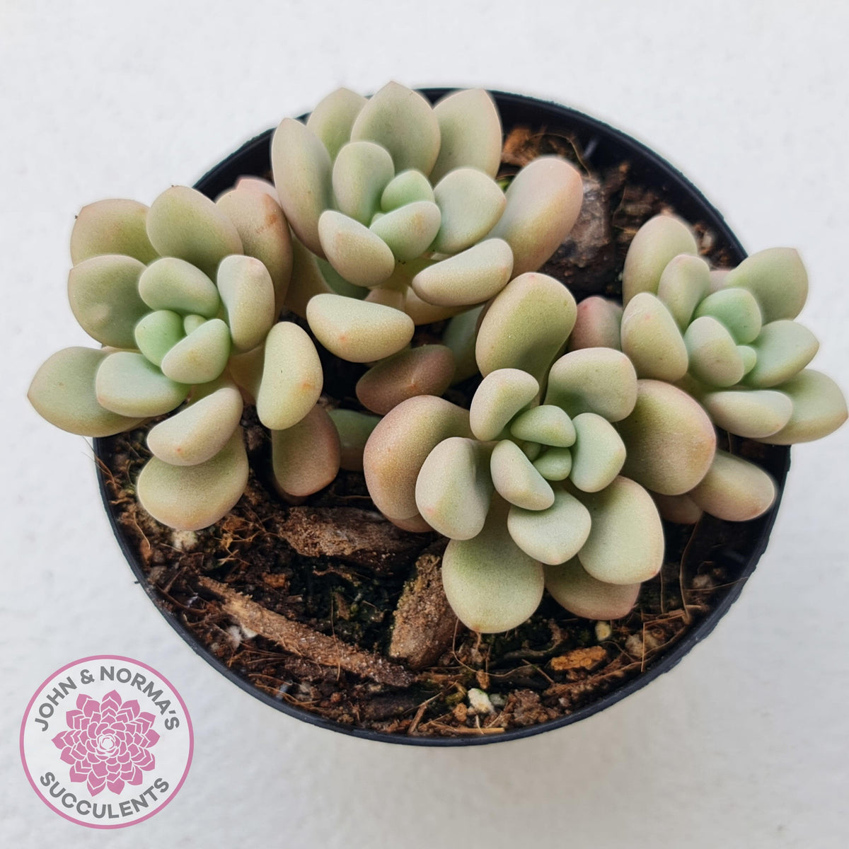 Graptoveria 'avant-garde'
