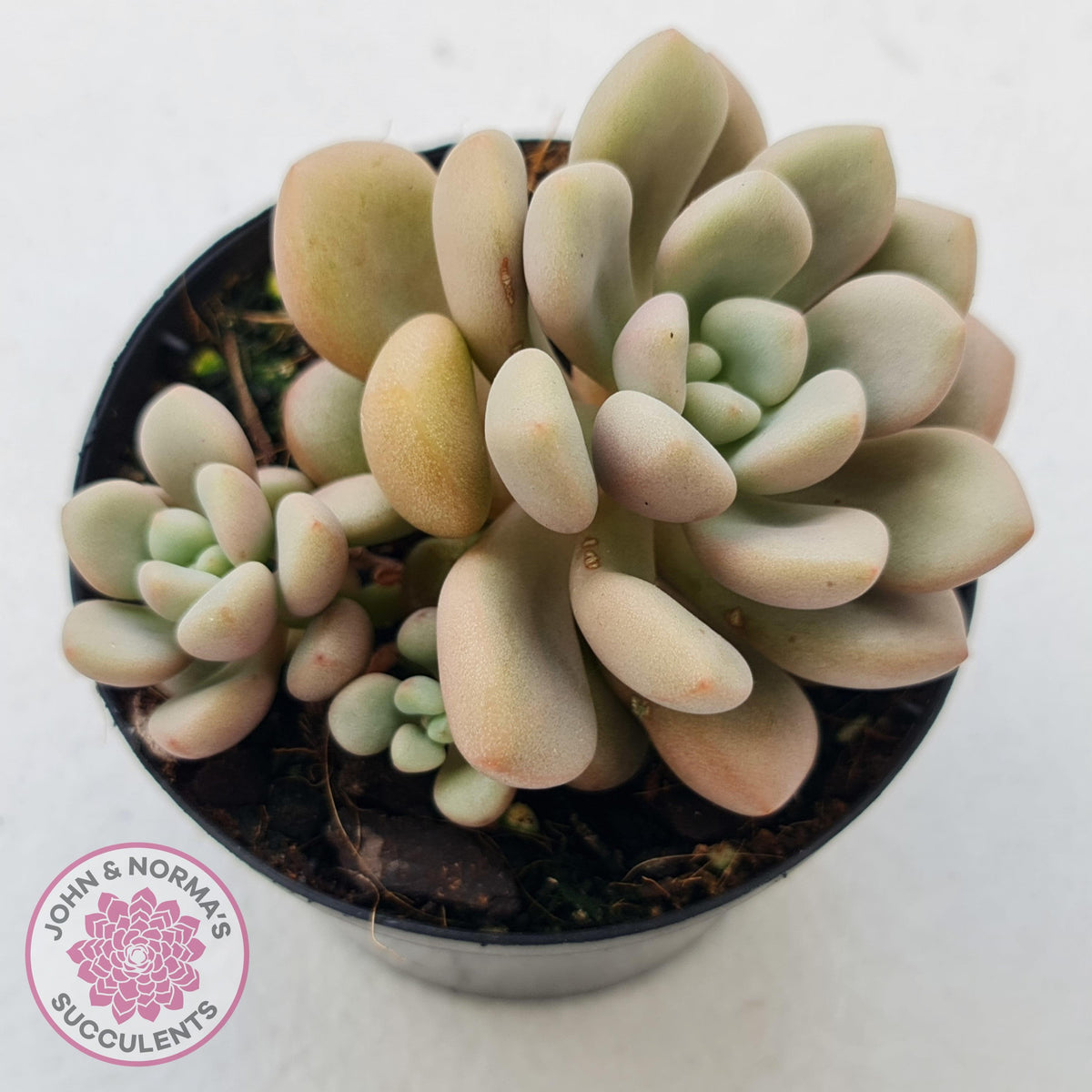 Graptoveria 'avant-garde'