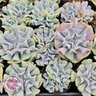 Echeveria Cubic Frost - Single