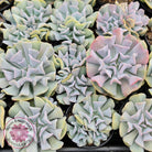 Echeveria Cubic Frost Cutting/s
