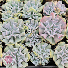 Load image into Gallery viewer, Echeveria Cubic Frost Cutting - John &amp; Norma&#39;s Succulents
