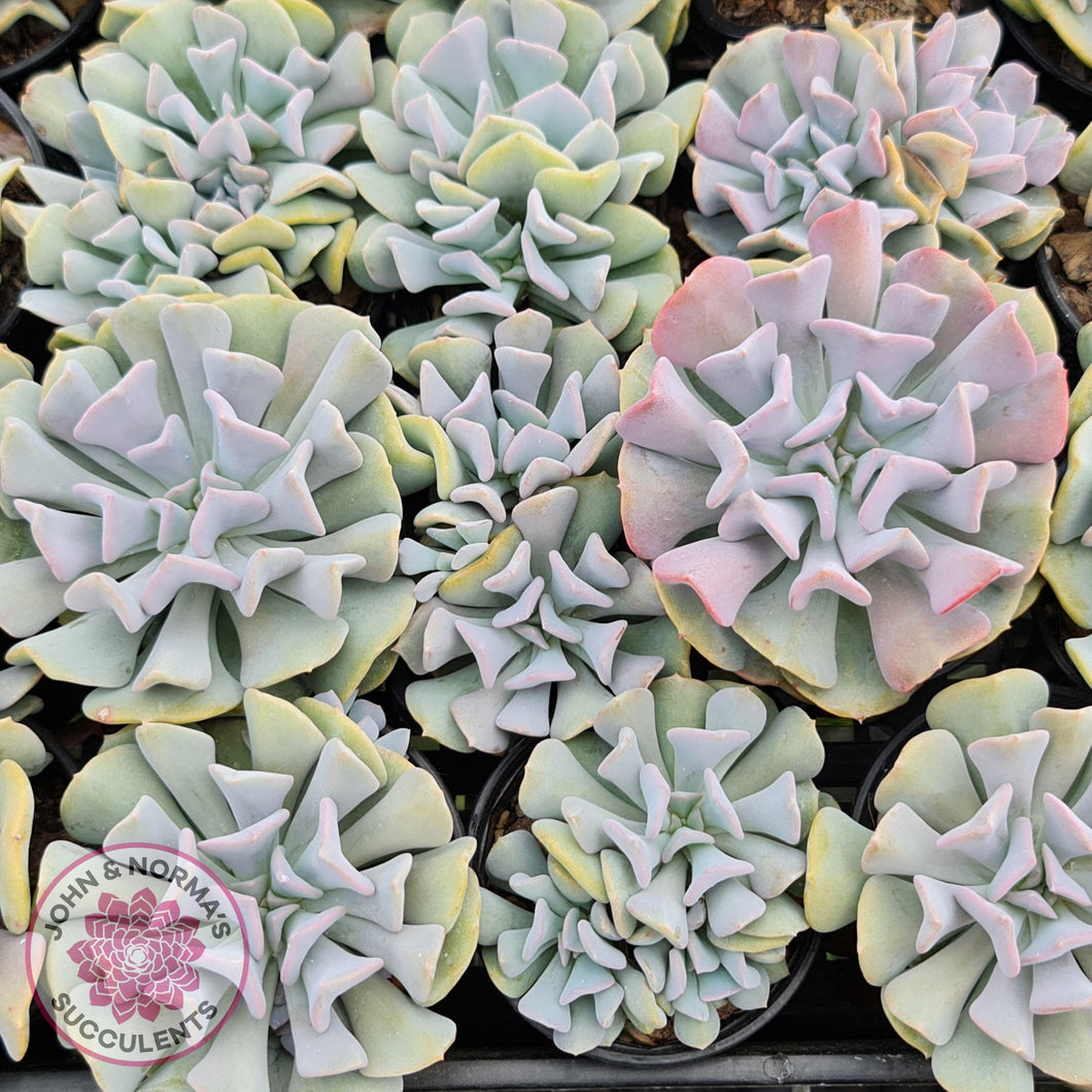 Echeveria Cubic Frost Cutting - John & Norma's Succulents