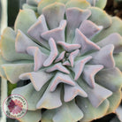 Echeveria Cubic Frost - Single