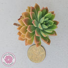 Echeveria Kerrie's Choice - Cutting/s
