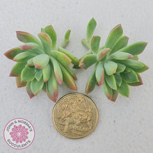 Load image into Gallery viewer, Echeveria Kerrie&#39;s Choice - Cuttings - John &amp; Norma&#39;s Succulents
