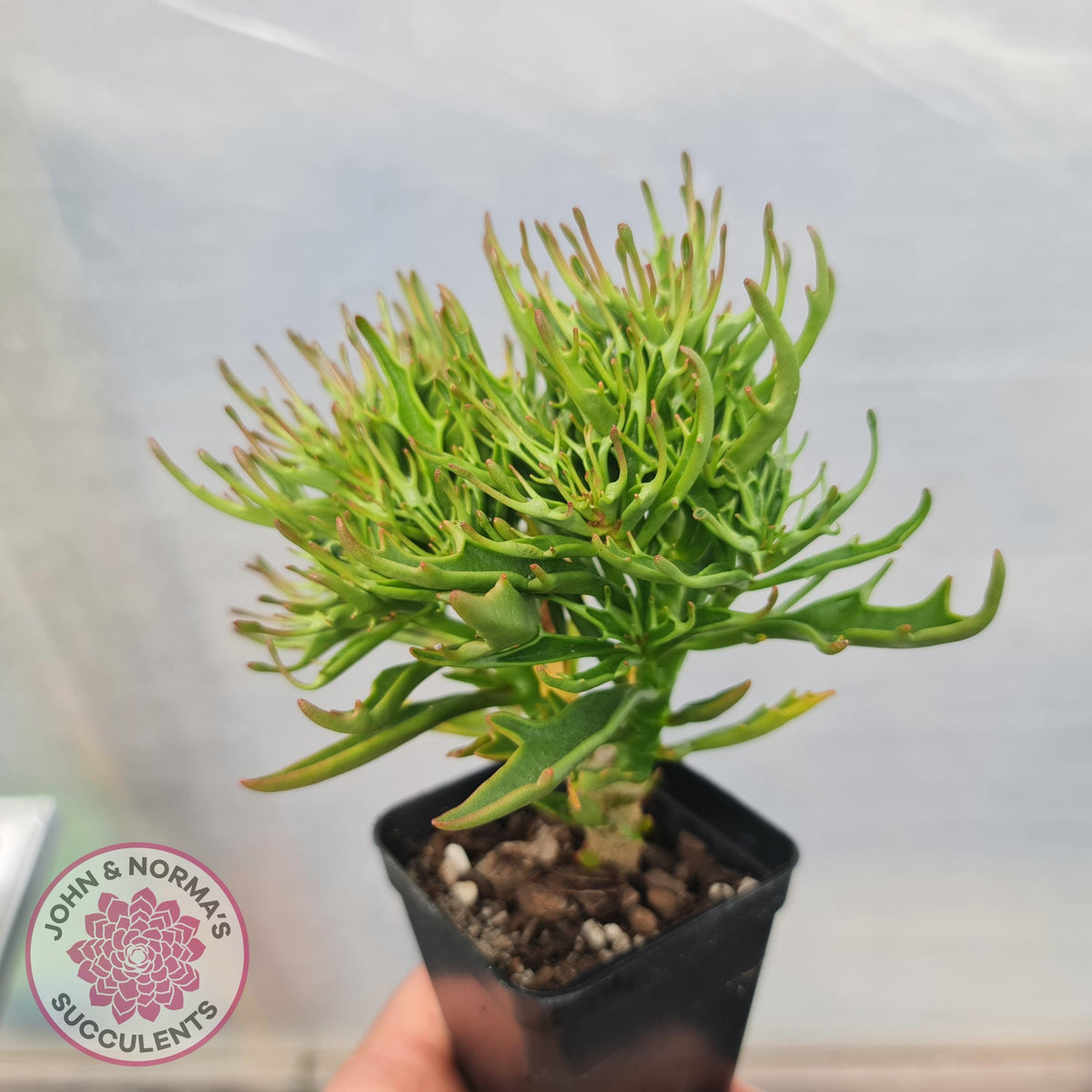 Kalanchoe Tarantula