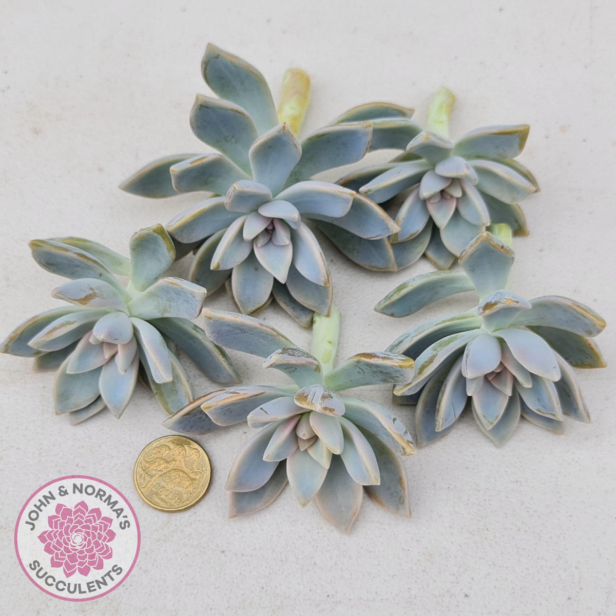 Graptopetalum Victor Kane - Cutting/s