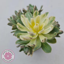 Load image into Gallery viewer, Aeonium Castello-Paivae Variegata &#39;Suncup&#39; - John &amp; Norma&#39;s Succulents
