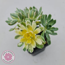 Load image into Gallery viewer, Aeonium Castello-Paivae Variegata &#39;Suncup&#39; - John &amp; Norma&#39;s Succulents
