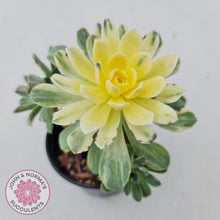 Load image into Gallery viewer, Aeonium Castello-Paivae Variegata &#39;Suncup&#39; - John &amp; Norma&#39;s Succulents
