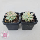 Echeveria Mebina Variegated