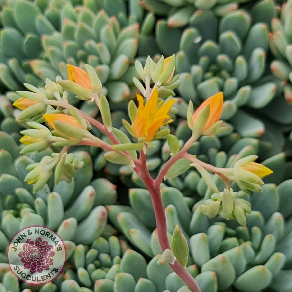 Sedeveria 'Blue Elf'