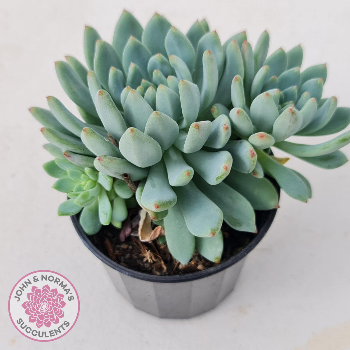 Sedeveria 'Blue Elf'