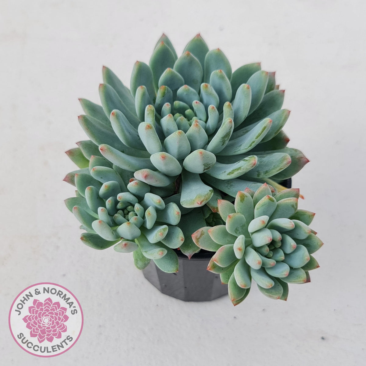 Sedeveria 'Blue Elf'