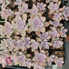 Graptopetalum 'Purple Delight' aka Graptoveria Crystal