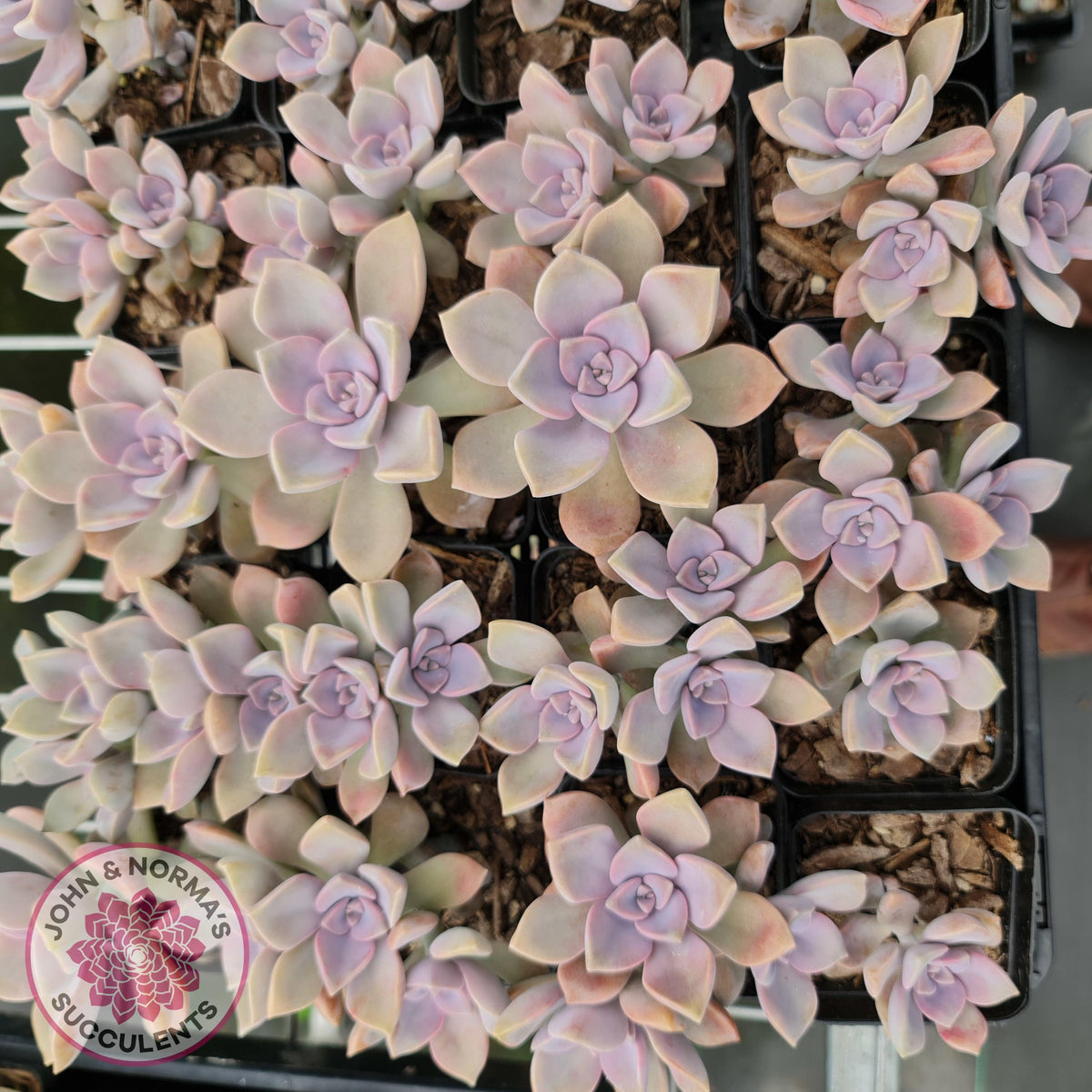 Graptopetalum 'Purple Delight' aka Graptoveria Crystal