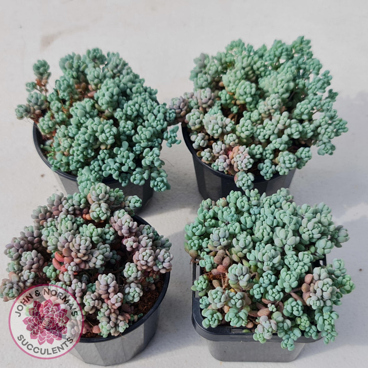 Sedum dasyphyllum 'Lilac Mound'