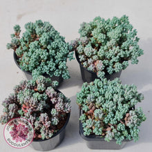 Load image into Gallery viewer, Sedum dasyphyllum Lilac Mound - John &amp; Norma&#39;s Succulents
