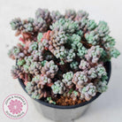 Sedum dasyphyllum 'Lilac Mound'
