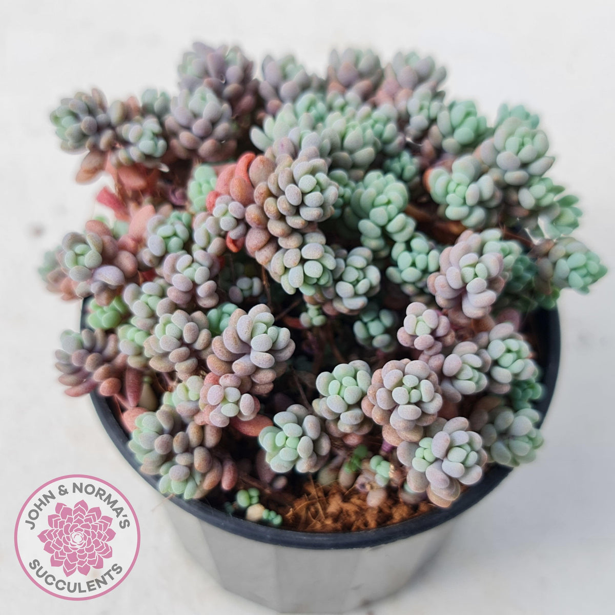 Sedum dasyphyllum 'Lilac Mound'