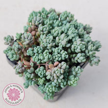 Load image into Gallery viewer, Sedum dasyphyllum Lilac Mound - John &amp; Norma&#39;s Succulents
