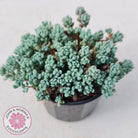 Sedum dasyphyllum 'Lilac Mound'