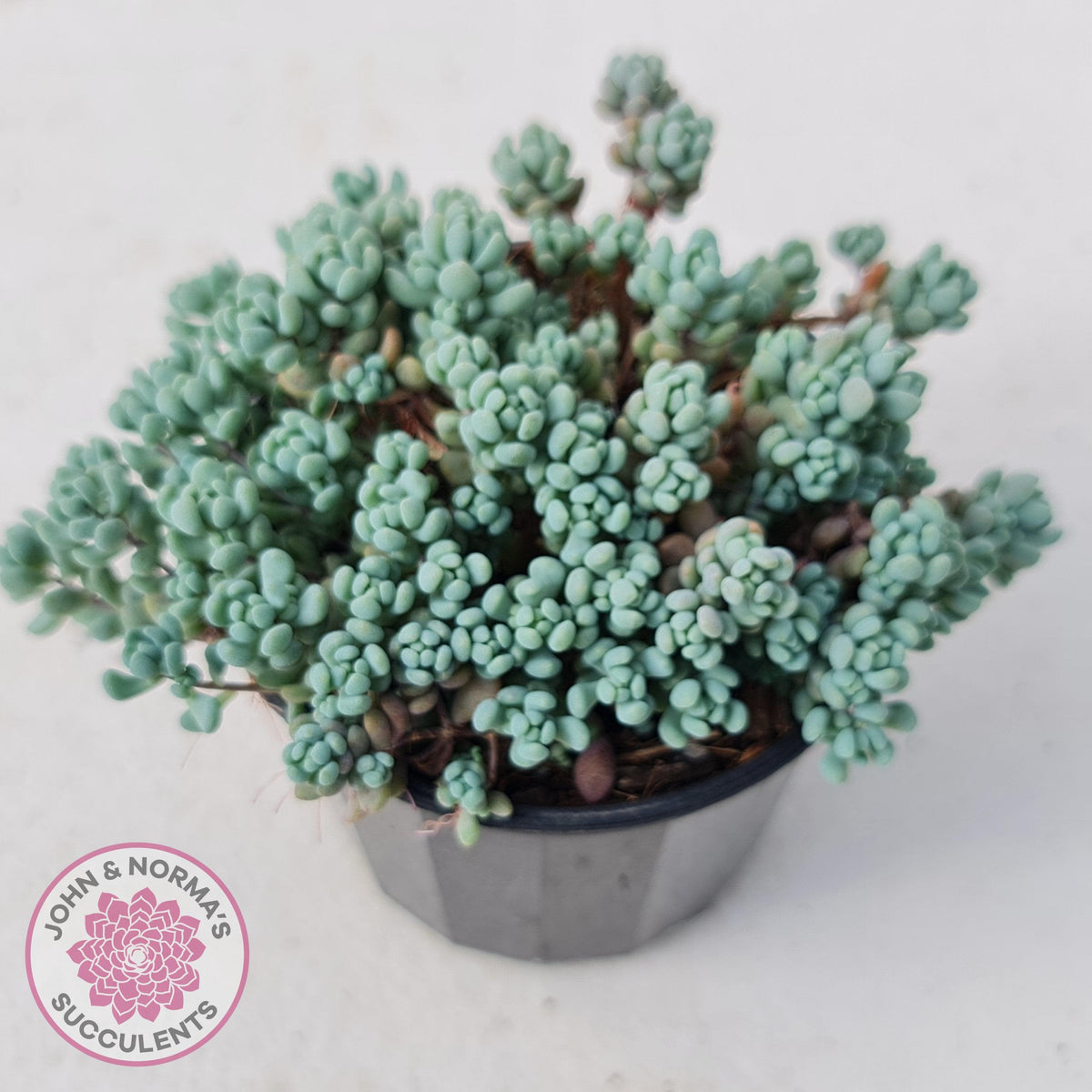 Sedum dasyphyllum 'Lilac Mound'