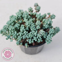 Load image into Gallery viewer, Sedum dasyphyllum Lilac Mound - John &amp; Norma&#39;s Succulents
