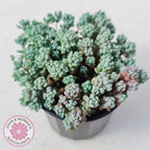 Sedum dasyphyllum 'Lilac Mound'