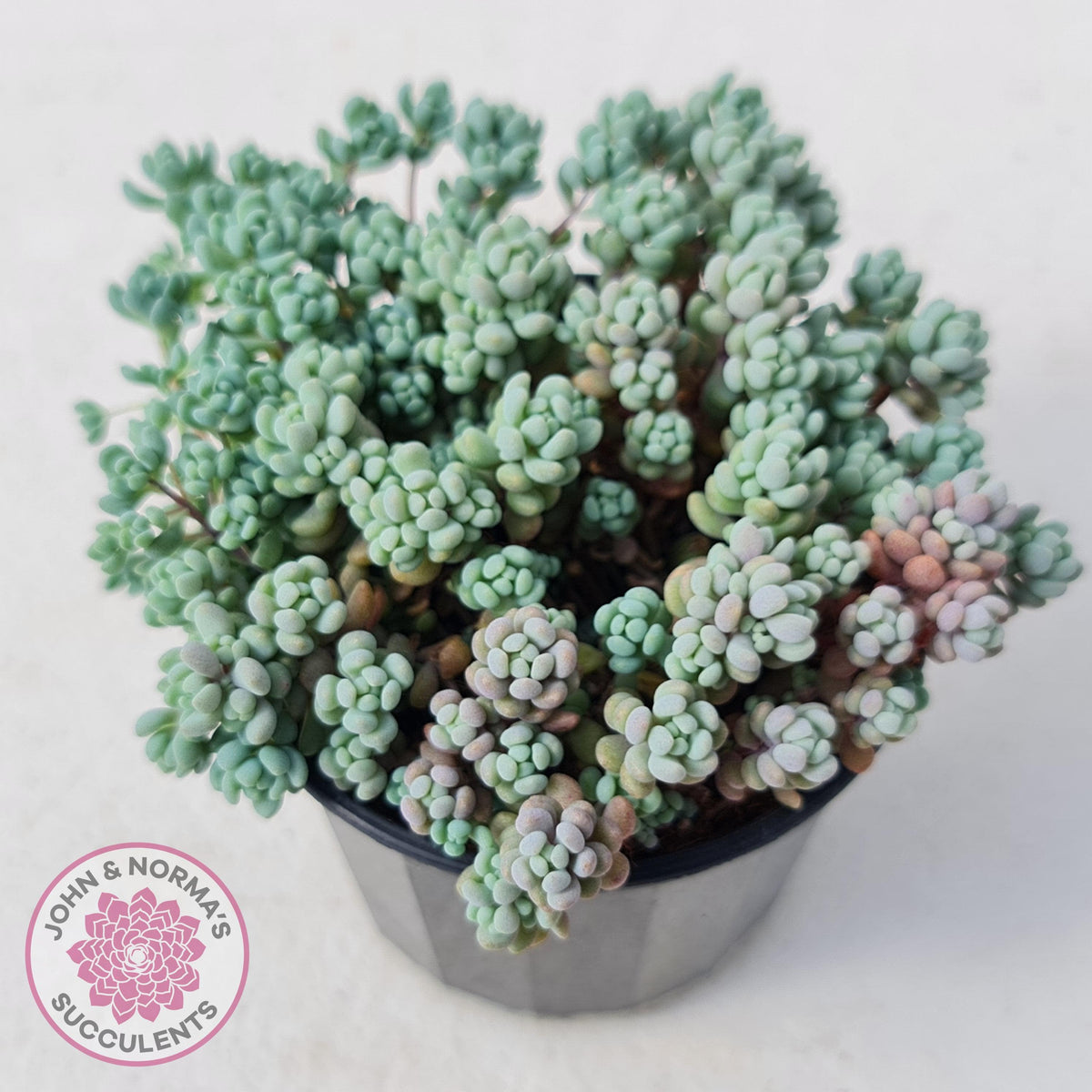 Sedum dasyphyllum 'Lilac Mound'