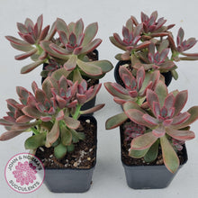 Load image into Gallery viewer, Graptoveria Rubra - John &amp; Norma&#39;s Succulents
