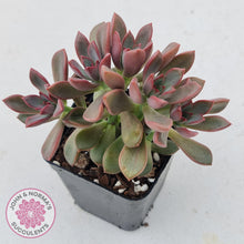 Load image into Gallery viewer, Graptoveria Rubra - John &amp; Norma&#39;s Succulents
