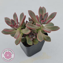 Load image into Gallery viewer, Graptoveria Rubra - John &amp; Norma&#39;s Succulents
