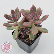 Load image into Gallery viewer, Graptoveria Rubra - John &amp; Norma&#39;s Succulents
