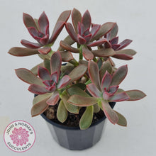 Load image into Gallery viewer, Graptoveria Rubra - John &amp; Norma&#39;s Succulents
