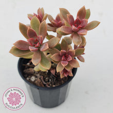 Load image into Gallery viewer, Graptoveria Rubra - John &amp; Norma&#39;s Succulents
