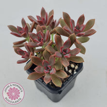 Load image into Gallery viewer, Graptoveria Rubra - John &amp; Norma&#39;s Succulents
