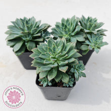 Load image into Gallery viewer, Echeveria Green Emerald - John &amp; Norma&#39;s Succulents
