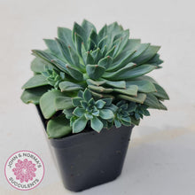 Load image into Gallery viewer, Echeveria Green Emerald - John &amp; Norma&#39;s Succulents

